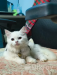 Parsian cat